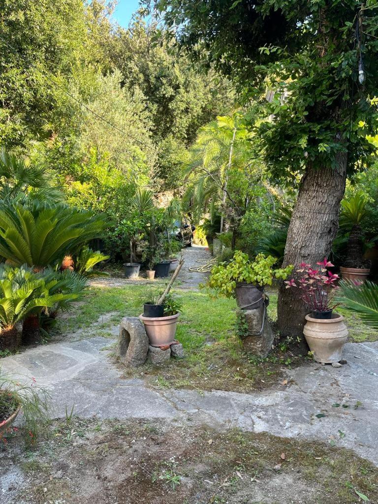 Le Dimore Di Zaro - Green Paradise Forio di Ischia Extérieur photo